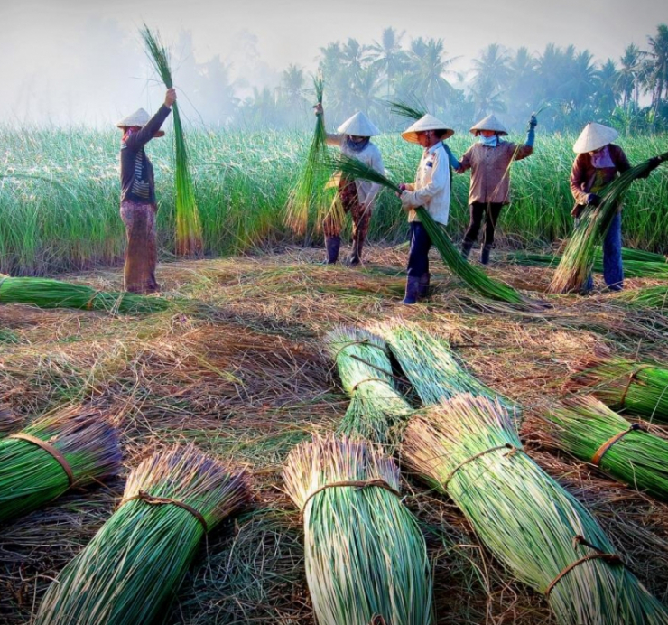 Bạn sẽ thấy vô cùng thú vị khi được chứng kiến từng công đoạn chế biến cói cho tới khâu thành phẩm (Ảnh:st)