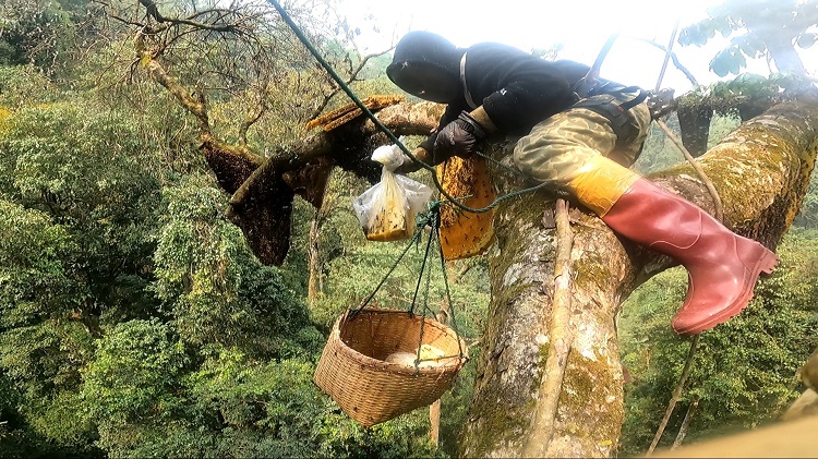 Khai thác mật ong khoái rất nguy hiểm nên phải đòi hỏi kinh nghiệm và kỹ thuật rất khó khăn. (Ảnh: Bước chân vùng cao).