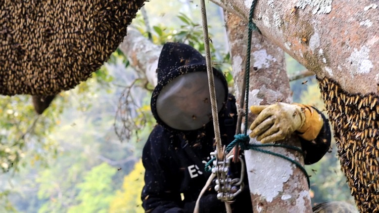 Thợ săn ong được trang bị quần áo bảo hộ, thang dây, dây bảo hiểm đầy đủ. (Ảnh: Bước chân vùng cao).