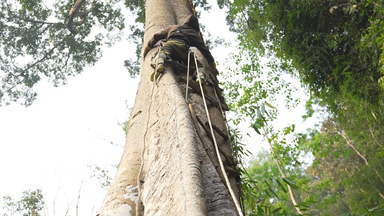 Thợ săn ong phải leo lên cây bằng thang dây. (Ảnh: Bước chân vùng cao).