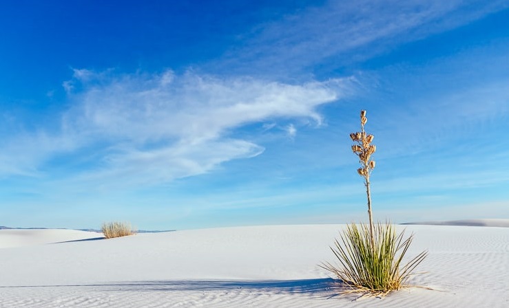 Khám phá sa mạc cát thạch cao mát lạnh, trắng như tuyết ở Mỹ - 2