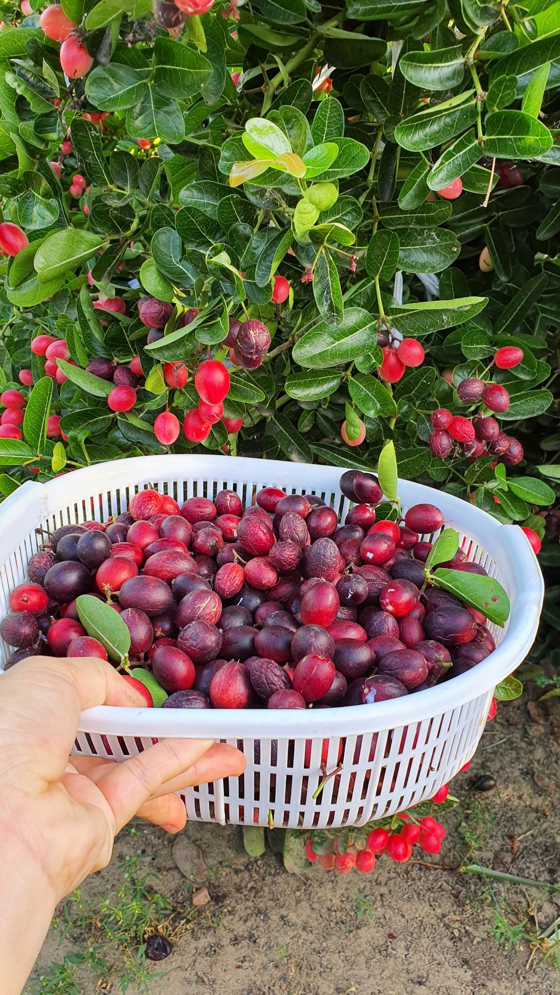 Hiện tại, số lượng quả chưa đủ đáp ứng nhu cầu thị trường, chị vẫn tiếp tục mở rộng diện tích trồng.