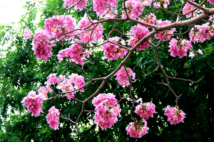 Những chùm hoa kèn hồng đung đưa trong gió.
