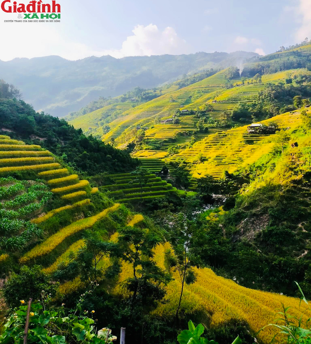 Những thửa ruộng bậc thang vàng chói thơm mùi lúa chín ở Quản Bạ Hà Giang