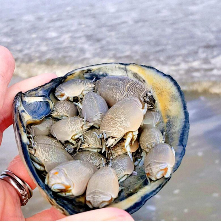 Cua rù rì còn có tên gọi khác là ve sầu biển. Loài cua này sở hữu hình dạng khá giống cua huỳnh đế nên rù rì còn được người dân Sa Huỳnh (Quảng Ngãi) ví von là tiểu huỳnh đế
