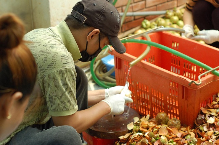 Nhu cầu tiêu thụ măng cụt xanh tăng cao, chị Hà (Thủ Đức) phải&nbsp;thuê hơn 20 nhân công làm công việc này