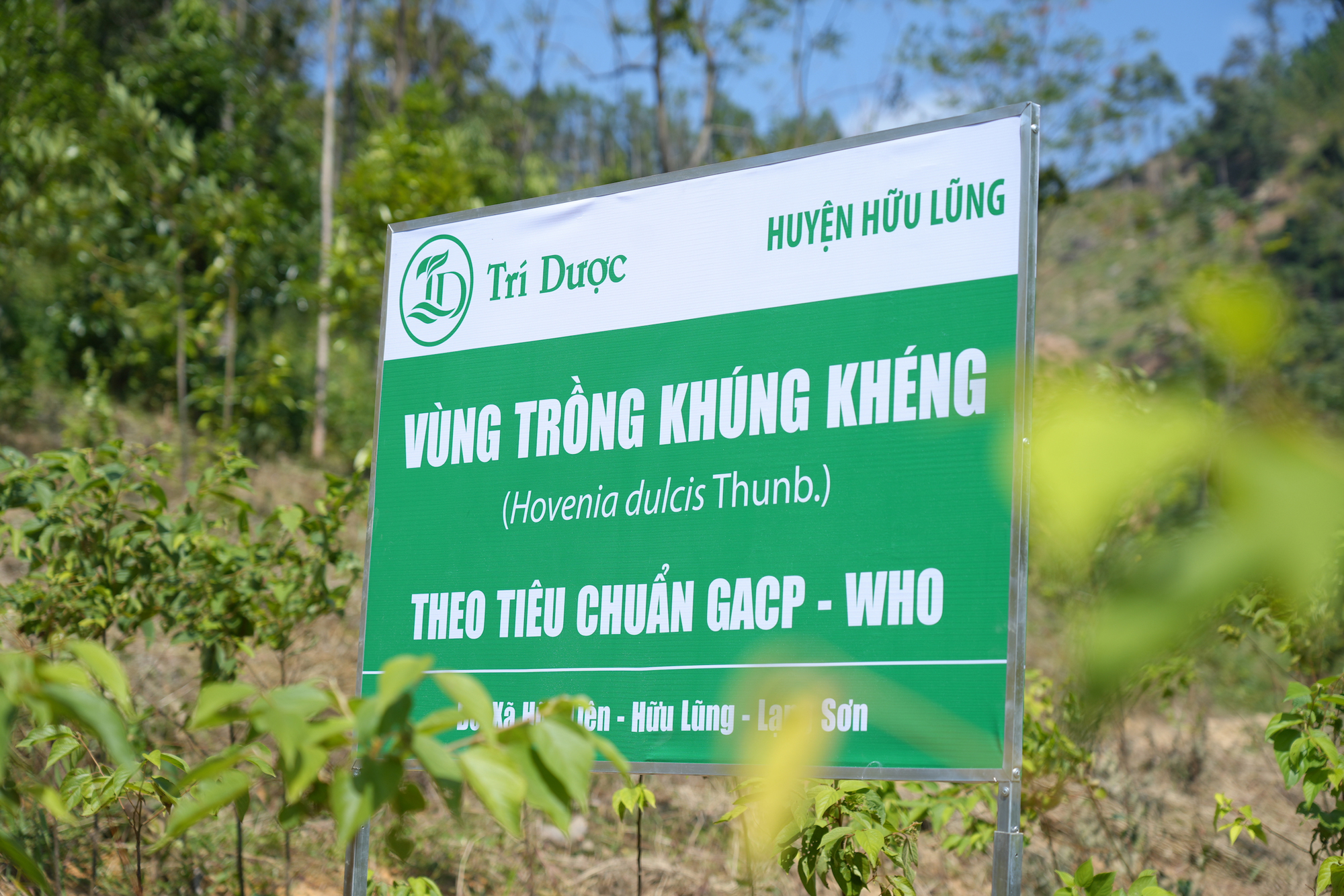 Bảo gan Trí Dược tiên phong phát triển vùng trồng khúng khéng theo tiêu chuẩn GACP - 2