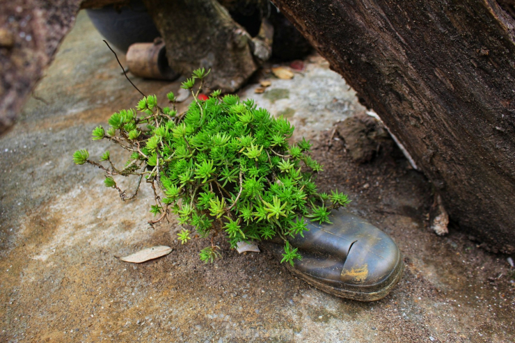 Lạ lùng nhà tổ chim trên cây cổ thụ của người Mông ở Lai Châu - 12