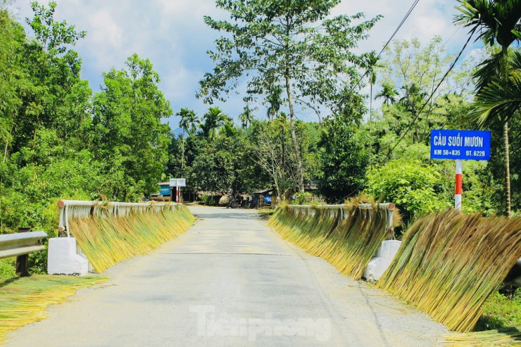 Năm nay, mùa thu hoạch đót muộn hơn những năm trước, nhưng giá được thương lái thu mua 5.000 đồng/kg đót tươi, cao hơn những năm trước nên người dân có nguồn thu nhập đáng kể trang trải những ngày sau Tết.