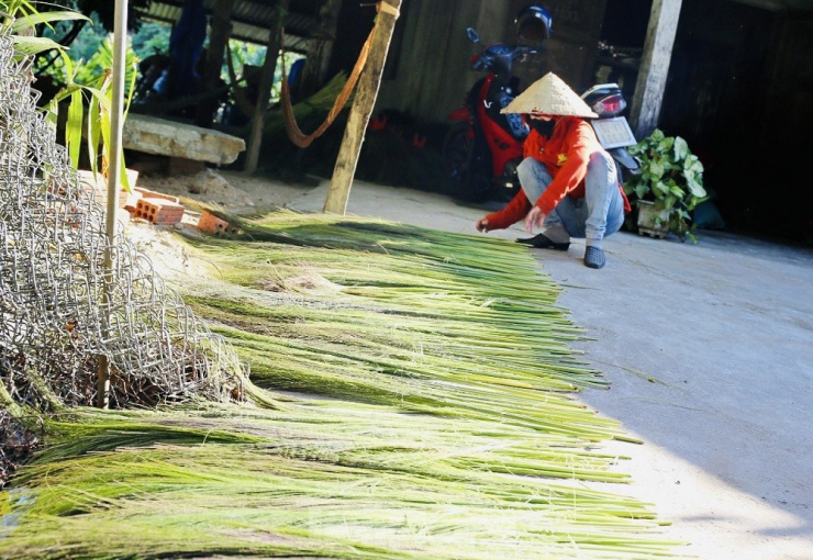 Anh Vũ Luẫn (trú xã Trà Tập, huyện Nam Trà My – người thu mua đót) cho hay, mỗi ngày anh thu mua từ 1-2 tạ đót khô, với giá 21.000 đồng/kg. Sau đó, thương lái sẽ đến điểm tập kết, thu mua chở về làm thành nhiều sản phẩm. “Người dân kiếm từ 50-60kg đót tươi/người/ngày, trời nắng đẹp thì phơi ba ngày, cứ 3kg đót tươi sẽ thành 1kg đót khô, giá 21.000 đồng/kg”, anh Luẫn nhẩm tính.