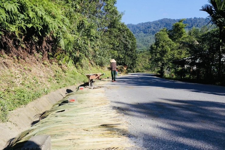 Cây đót có tên khoa học là Thysanolaena latifolia, nhiều vùng ở nước ta còn gọi là cây chít, là một loài thực vật có hoa. Cây đót có nguồn gốc tại Ấn Độ, Myanmar, Thái Lan, Trung Quốc, Việt Nam…