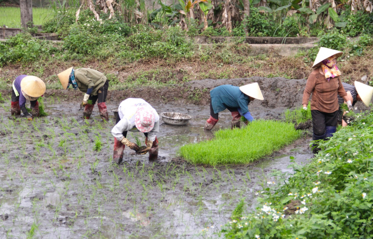 Những tổ đội cấy thuê sẽ có khoảng 5-6 người làm chung. Khi kết thúc, tiền sẽ được chia đều cho mỗi người.