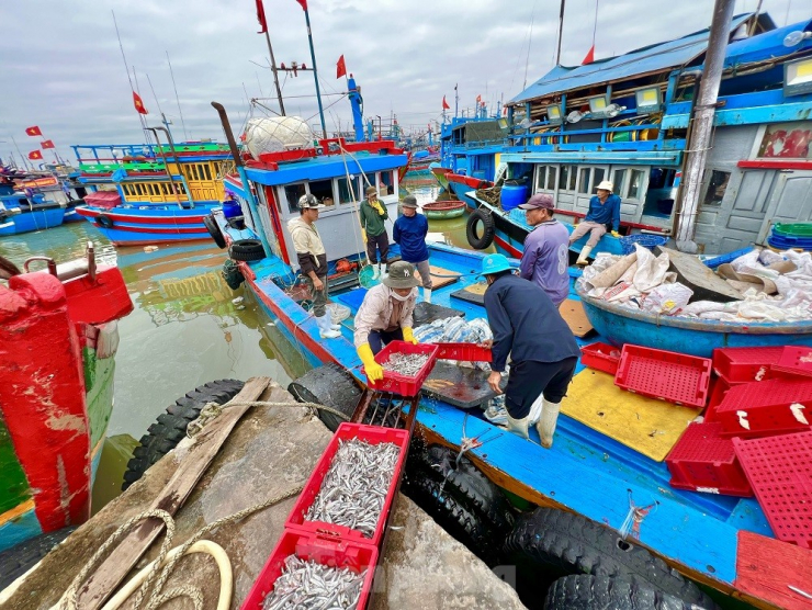 Một đêm ra khơi ngư dân Quảng Ngãi sắm được... 1 chỉ vàng - 9