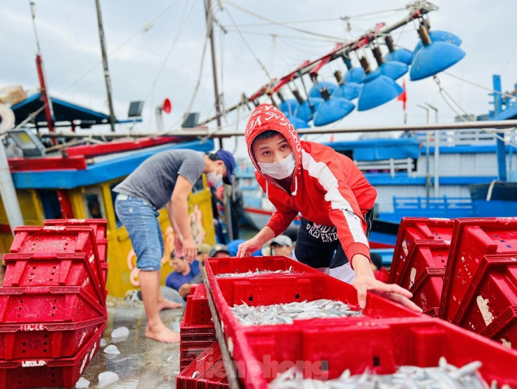 Ngư dân Huỳnh Văn Điền (trú ở huyện đảo Lý Sơn) cho biết, chỉ sau một đêm đánh bắt ở vùng biển cách bờ khoảng 5-6 hải lý, mỗi tàu có thể kéo được từ 3-5 tấn cá cơm. Cá biệt có một số tàu đánh bắt được đến 7-8 tấn cá cơm. Giá cá năm nay cao hơn mọi năm, dao động từ 15.000 - 20.000 đồng/kg.