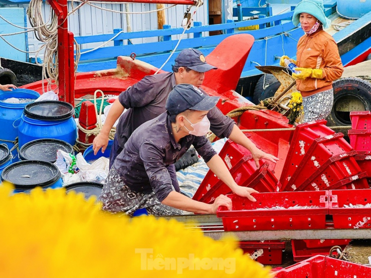 Sau một đêm vươn khơi đánh bắt bằng nghề pha xúc, ngư dân Võ Thanh Thái (trú xã Tịnh Kỳ, TP. Quảng Ngãi - thuyền trưởng tàu cá QNg 91892 TS) đưa tàu về cập cảng mang theo 7 tấn cá cơm.