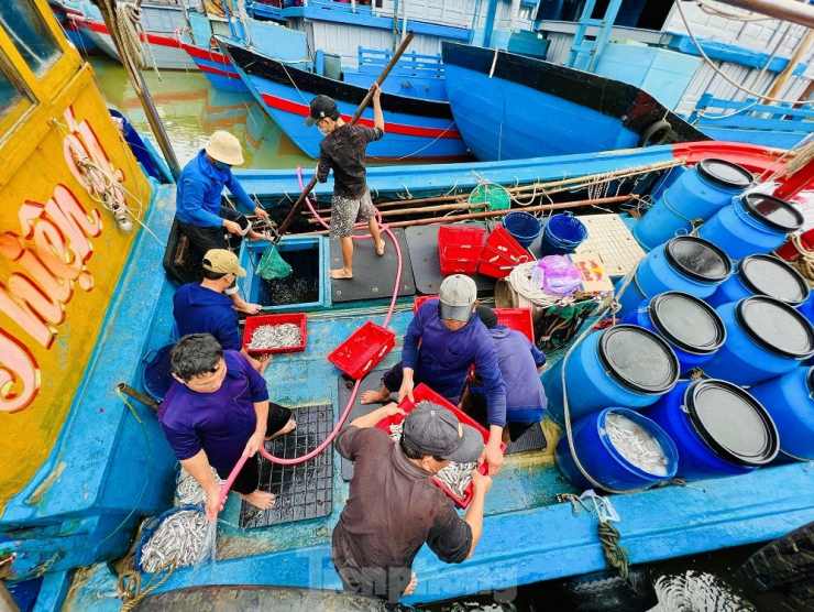 Chỉ sau một đêm ra khơi, nhiều tàu cá đã trúng đậm “lộc biển” với hàng tấn cá cơm ở vùng biển gần bờ, mang về cả chục triệu đồng. Những con thuyền đầy cá tôm ngay trong chuyến đi biển đầu năm báo hiệu một năm bội thu của ngư dân địa phương