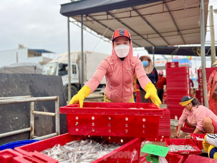 “Chuyến biển đầu năm đạt doanh thu hơn 100 triệu đồng, trừ chi phí mỗi anh em được chia ít nhất mỗi người 5-6 triệu sau một đêm đánh bắt. Tàu trúng đậm lộc biển đầu năm, anh em ngư dân rất phấn khởi”, ông Thạch nói.