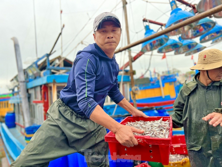 Tranh thủ vào cảng bán cá cho thương lái, nạp nhiên liệu, lấy đá lạnh và lương thực chuẩn bị cho phiên biển mới, ông Phạm Thạch (trú xã Tịnh Kỳ, TP. Quảng Ngãi) cho hay, chỉ sau một đêm đánh bắt, tàu cá của ông đã thu về hơn 7 tấn cá cơm.