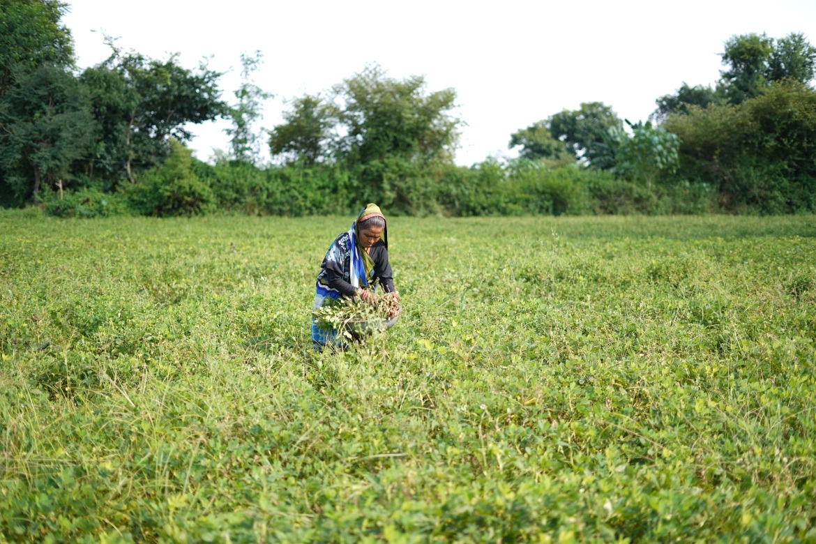   Deva Kumari – nông dân ở vùng Uttar Pradesh – đang chăm sóc cánh đồng lạc của mình. Sau nhiều vụ trồng lúa thất bát do nắng hạn, cô chuyển sang trồng lạc – loại cây tốn ít nước tưới hơn (ảnh: Aljazeera)  