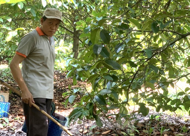 Nông dân trúng đậm măng cụt, công nhân mất việc đi hái, gọt thuê kiếm tiền - 2