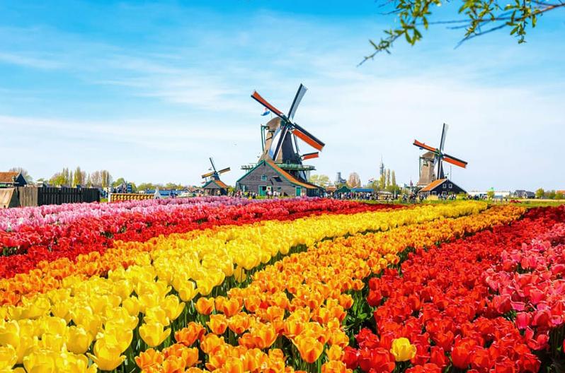 Tới thăm những cối xay gió đẹp và nổi tiếng nhất Hà Lan - 4