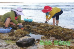 ”Lộc trời” ở Việt Nam mọc lên từ đá, giá 800.000/kg dân hái bán quanh năm