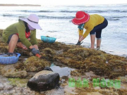 Thị trường - Tiêu dùng - &quot;Lộc trời&quot; ở Việt Nam mọc lên từ đá, giá 800.000/kg dân hái bán quanh năm