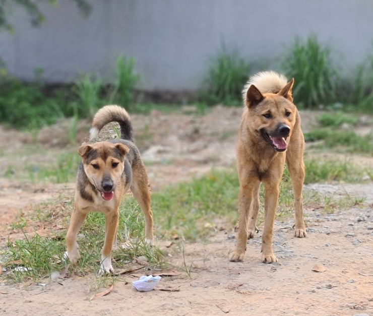 Ảnh minh họa. Ảnh: BẢO THIÊN