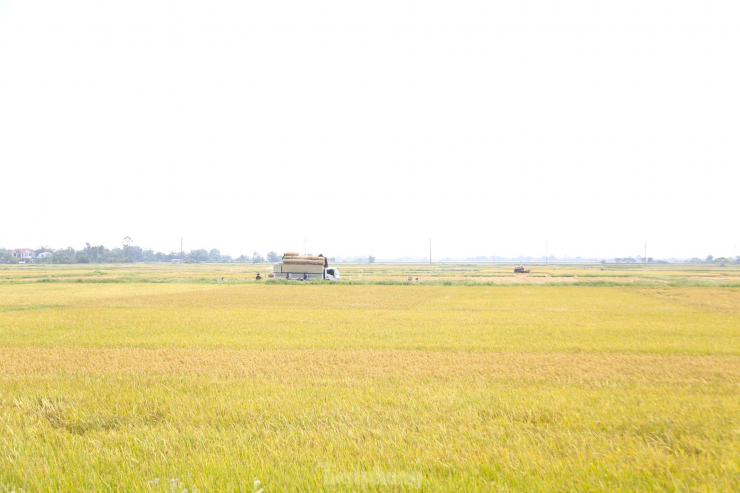 Những ngày này, trên các cánh đồng lúa xã Hưng Hòa, TP Vinh, Nghệ An, bà con nông dân đang vào vụ thu hoạch lúa Đông xuân. Đây cũng là dịp để một số người dân ở vùng khác tìm đến thu gom rơm.