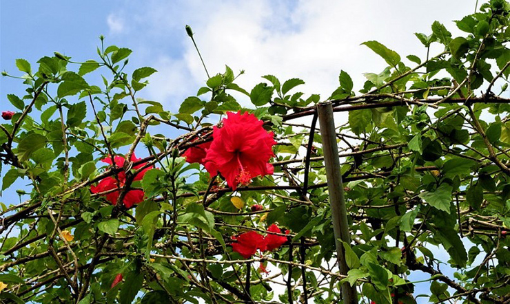 Cây hoa dâm bụt là loài hoa dại mọc ở hàng rào, đặc biệt là ở những vùng nông thôn. Vào những ngày hè nắng chói chang, những hàng hoa dâm bụt đỏ thắm, xanh tươi khoe sắc
