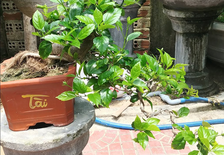 Những gốc bonsai trong chậu vuông từ 0,5*1m2, ông Út bán với giá 1 triệu đồng, các chậu nhỏ có giá dao động từ 300.000 - 500.000 đồng tuỳ loại.&nbsp;
