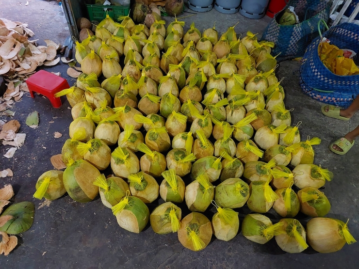 Dừa sáp đặc sản Trà Vinh đang được rao bán giá hơn 200.000 đồng/quả.