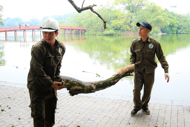 CLIP: Chặt hạ 3 cây sưa chết khô bên hồ Gươm - 6