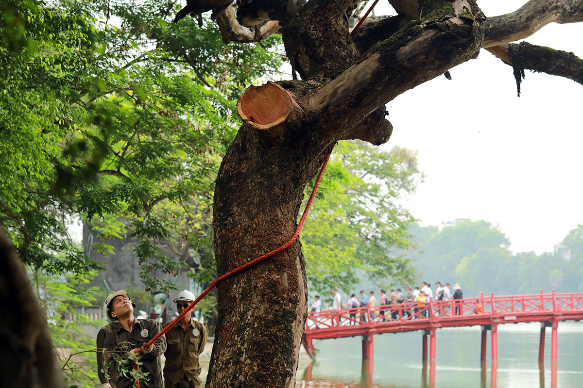 Dân Thủ đô sờ tận tay, nhìn tận mắt vân gỗ siêu đẹp của cây sưa 100 năm tuổi - 14