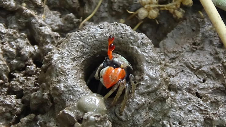 Từ bao đời nay, con còng bé xíu, nhút nhát sống thập thò ở miệng hang ven sông rạch, kênh mương, đã gắn bó với cuộc sống của người dân miền sông nước
