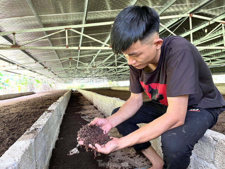 Chàng trai kiếm tiền tỉ nhờ mô hình nuôi trùn quế từ chất thải heo