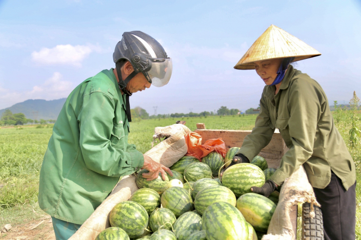 Với năng suất khoảng 1,5 tấn/sào, giá bán tại ruộng 6.500-7.000 đồng/kg, mỗi sào trồng dưa hấu, người dân lãi từ 10-12 triệu đồng. So với các loại cây trồng khác thì cây dưa có thu nhập vượt trội trên cùng đơn vị diện tích.