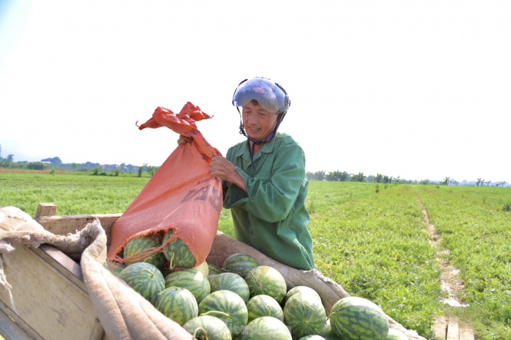 Dưa thu hoạch sớm trùng vào đợt nắng nóng cao điểm, nhu cầu giải nhiệt tăng cao, thị trường dễ tiêu thụ, giá bán cao nên bà con rất phấn khởi.