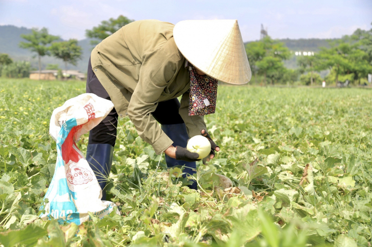 Thời điểm này, bà con nông dân cũng đang tranh thủ thu hoạch dưa lê. Theo người dân nơi đây, dưa lê là giống ngắn ngày, dễ trồng, cho lợi nhuận cao hơn hẳn các loại cây rau màu khác, năng suất bình quân từ 8-10 tạ/sào. Nếu thời tiết thuận lợi, chăm sóc tốt có thể đạt năng suất từ1,2-1,4 tạ/sào.