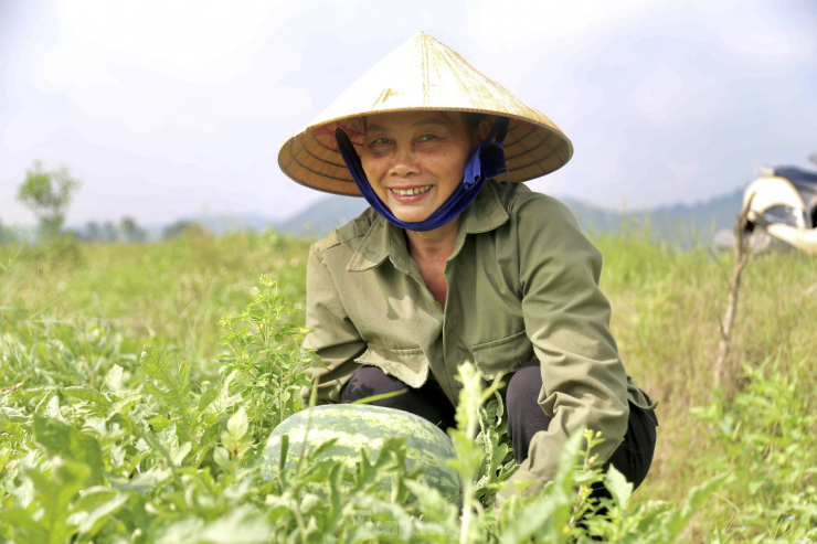 “Dưa hấu chín sớm có năng suất thấp hơn dưa chính vụ, chỉ đạt 1,5-1,7 tấn/sào. Tuy nhiên, dưa thu hoạch sớm dễ bán và giá cao hơn chính vụ nên bà con rất phấn khởi. Dưa hấu chín phải hái liền, nếu không gặp trận mưa, nắng lên bị nứt nẻ hư hỏng không thể bán được”, bà Loan nói.