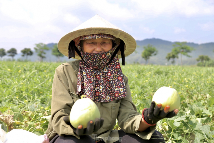 Bà Phan Thị Hiền (SN 1967, trú xóm Minh Tân, xã Thượng Tân Lộc) chia sẻ: “Trên diện tích 2 sào của gia đình đang cho thu hoạch những lứa dưa lê đầu tiên. Bình quân mỗi sào trồng dưa, gia đình đầu tư khoảng 1 triệu đồng bao gồm giống, phân bón, thuốc bảo vệ thực vật, chưa tính tiền công chăm sóc. Nếu vụ dưa cho năng suất 8-10 tạ/sào và bán được giá từ 15.000 - 17.000 đồng/kg, thì trừ chi phí sẽ thu lãi khoảng 10 triệu đồng”.