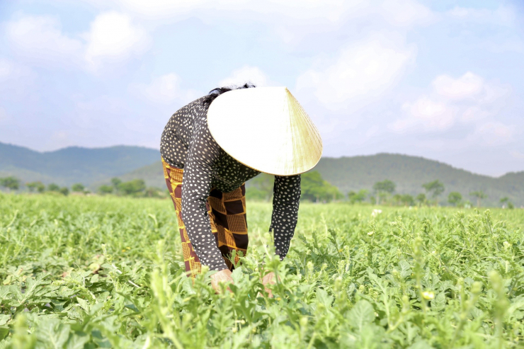 Bà Yến (SN 1965) đội nón lá, bịt kín mặt để tránh nắng nóng khi thu hoạch dưa.