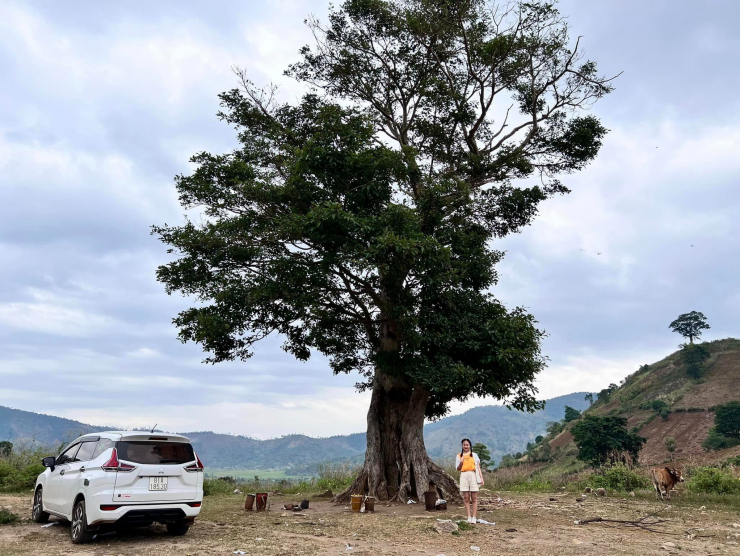 Cây cô đơn ở chân núi lửa Chư Đang Ya.