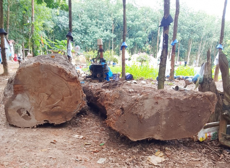 Vụ vớt gỗ lạ ở Kon Tum: Sau 1 năm vẫn chưa xác lập quyền sở hữu toàn dân - 2