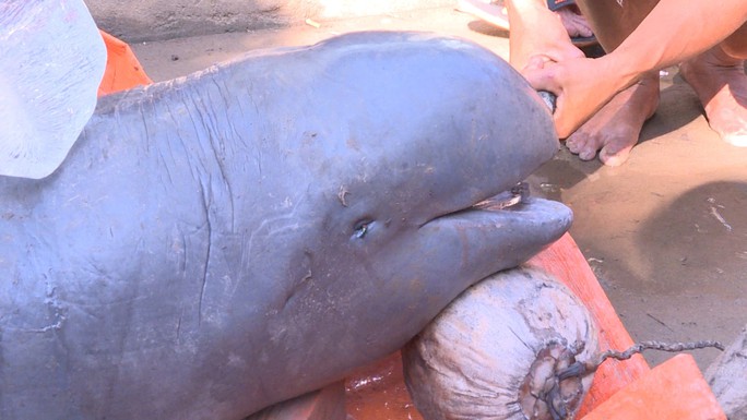 Nóng trong tuần: Ngư dân Thanh Hóa bắt được cá lạ nghi đã tuyệt chủng - 2