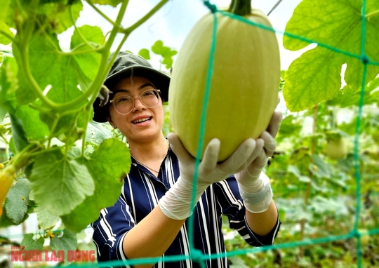 Chị Lương Thị Yến Vân, Giám đốc Hợp tác xã Vườn nhà Đà Lạt, cho biết giống bí sợi mì được chị nhập từ Nhật Bản và trồng thử nghiệm khoảng 4 năm trước. "Sau khi nắm vững cách trồng và chăm sóc, hợp tác xã đã nâng diện tích từ vài sao lên 1,7 ha như hiện nay" - chị Vân cho biết.