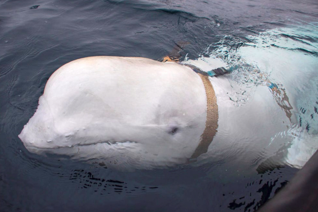 Con cá voi beluga trắng, cổ đeo đai, xuất hiện trên vùng biển Na Uy tháng 4/2019. (Ảnh: Reuters)