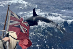 Cá voi sát thủ “dạy nhau” cách đâm chìm tàu thuyền chở người?