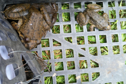 Loại ếch ”đại gia” giá 700.000 đồng/kg, từng là đặc sản tiến vua hiếm và ngon