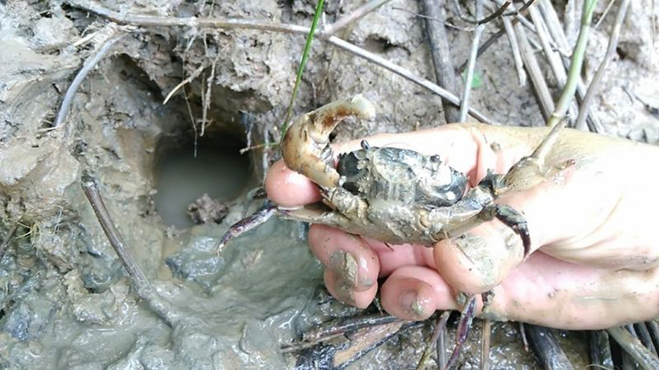 Phía dưới mai đam đồng còn có nhiều gạch màu cam hoặc vàng. Mai của con đam đồng khá cứng, có màu xanh xám giống như màu của đá, viền của mai không có gai như cua đồng.
